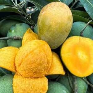 হিমসাগর আম (১০ কেজি)