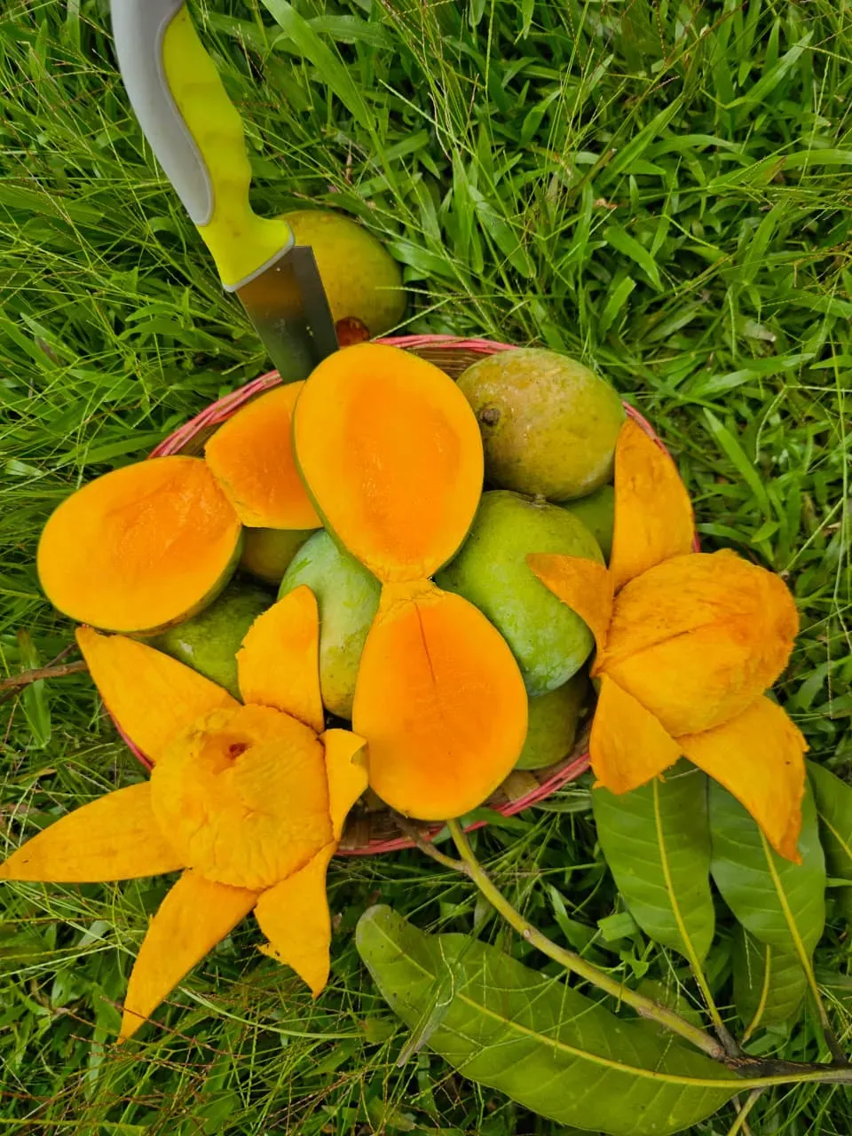 imgi_7_HV-Foodness-5