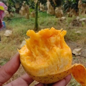 গৌরমতি আম (১০ কেজি)
